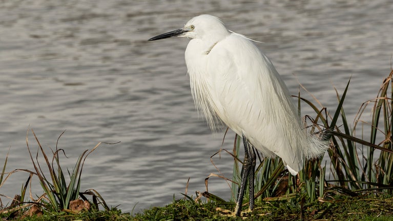 A little egret sits perched on a river bank